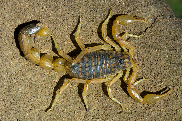 Skorpion (Mesobuthus sp.). (c) Christoph Riegler